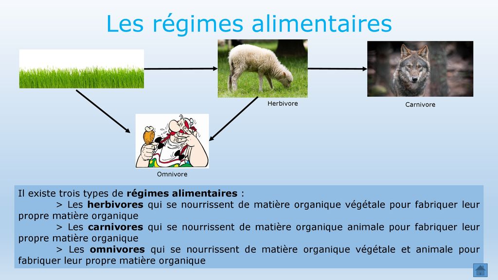 Me Les Besoins Des Animaux Ppt T L Charger